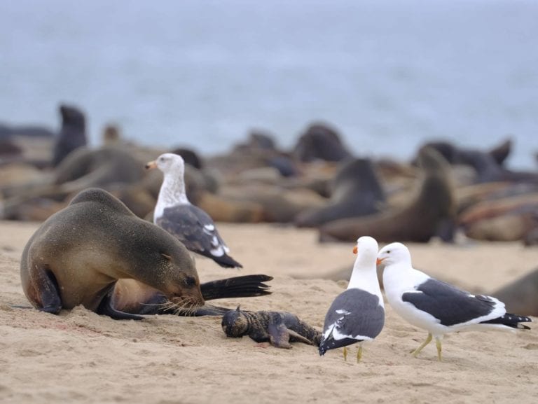 Hallan más de 7 mil focas muertas en una playa de Namibia