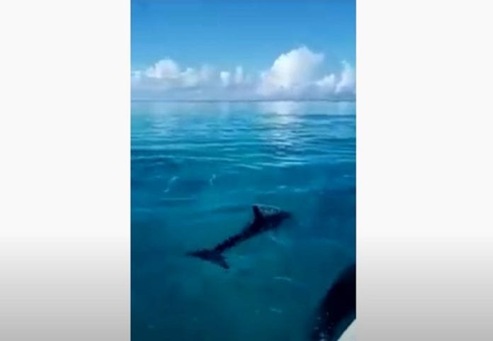 Las familias humanas gustan de disfrutar el buen clima en la playa, pero las familias de delfines también tienen su momento y para prueba, una de ellas fue captada en video gozando de las tranquilas y transparentes aguas de Cozumel.