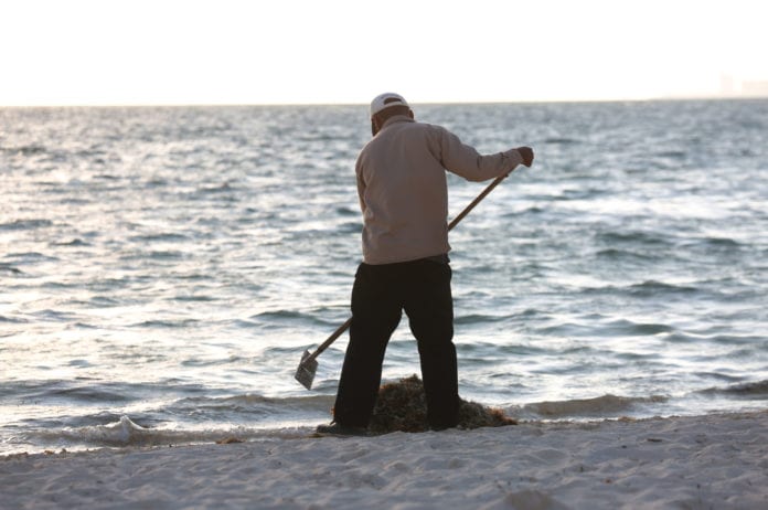 Más de cinco mil toneladas de sargazo han sido retiradas de las playas por parte del Ayuntamiento de Benito Juárez, en lo que va de 2020, como parte del mantenimiento permanente de los arenales de este importante destino turístico a nivel internacional.