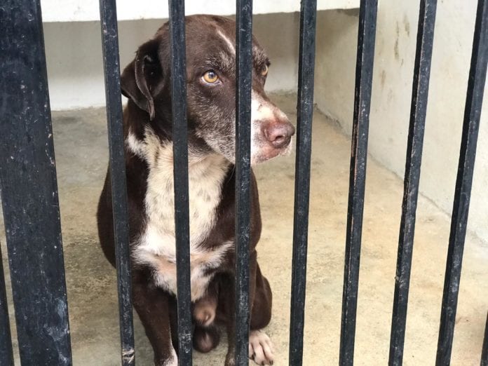 Los casos de maltrato animal en la ciudad han aumentado en un 50% desde que inició la pandemia, al pasar de siete a 15 casos diarios, principalmente por abandono y agresión.