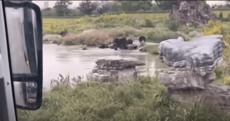Osos matan a cuidador frente a turistas en un parque ecológico; captan momento exacto