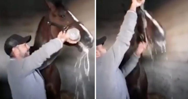 Jinete obliga a su caballo a beber champán al ganar una carrera; acusan maltrato animal