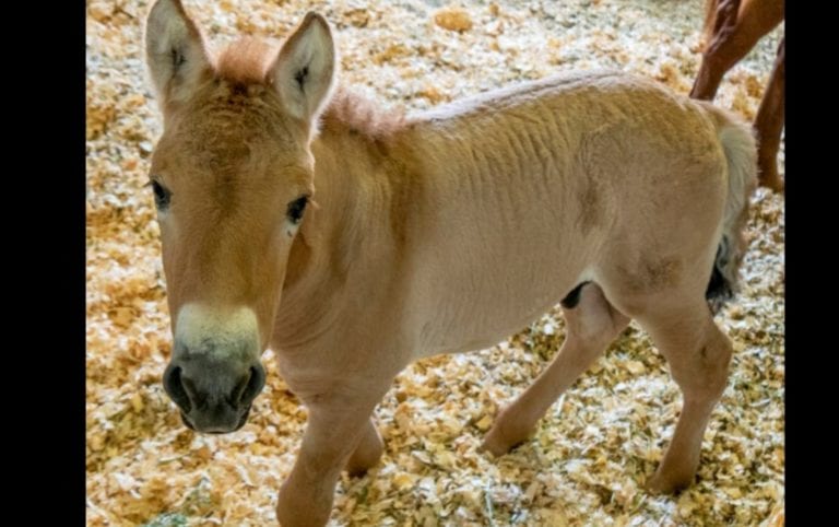 ¡Increíble! Clonan con éxito una especie en peligro de extinción