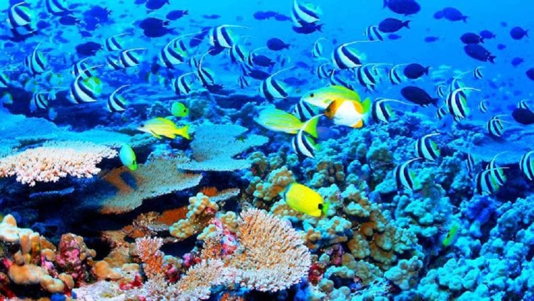 El gobernador Carlos Joaquín expresó que Quintana Roo es pionero y ejemplo en la siembra de corales y en asegurar arrecifes y playas ante cualquier daño provocado por algún huracán.