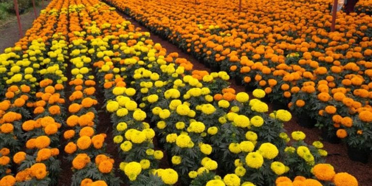 No se puede guiar a los fieles difuntos hacia los altares de Dia de Muertos sin el color y el aroma del cempasúchitl, o dicho en náhuatl xempoalxóchitl y es por ello que para este año, las y los productores rurales de la Ciudad de México, trabajaron muy fuerte para lograr una producción superior a un millón 200 mil macetas de esta bella flor. Además de inaugurar la venta y expo llamada “Flores del Mictlán", que estará abierta hasta el 2 de noviembre. 