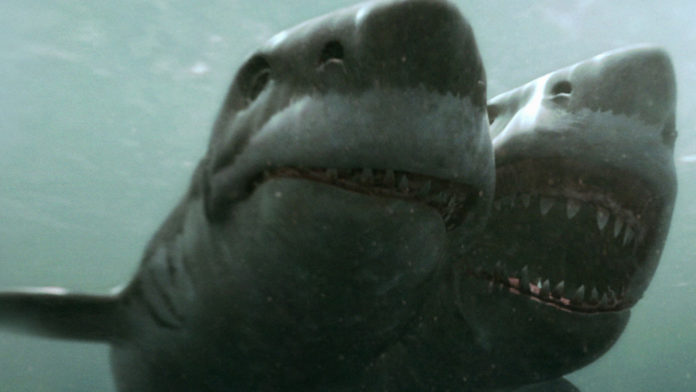 Tiburón de dos cabezas