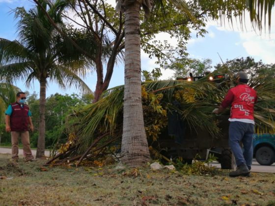 Labores de Limpieza Solidaridad