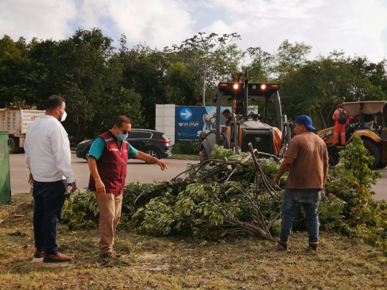 Mantienen brigadas labores de limpieza y poda de ramas en Solidaridad