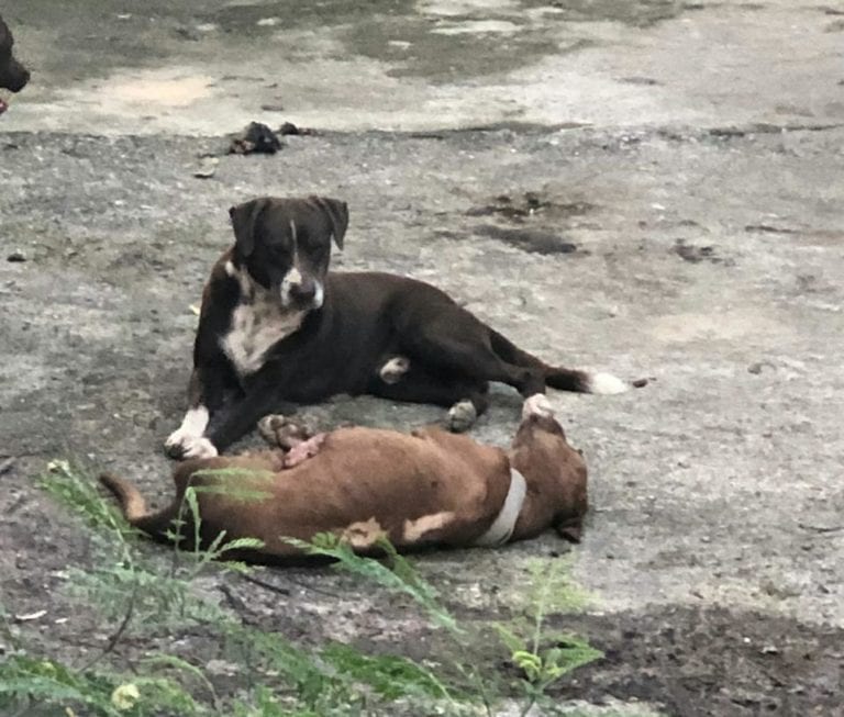 Activistas ven con desesperación cómo cuatro perros están en completo abandono al interior de un predio en la avenida Nichupté, sin que la autoridad pueda actuar, por ser propiedad privada. Una quinta perra ya falleció de inanición y temen que ese destino sea compartido por los que todavía sobreviven.