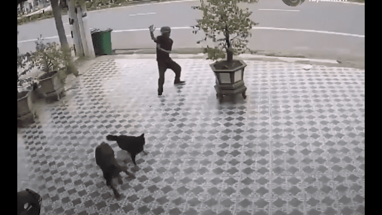 Video: Hombre emplea técnicas de ‘Karate Kid’ y se salva del ataque de unos perros
