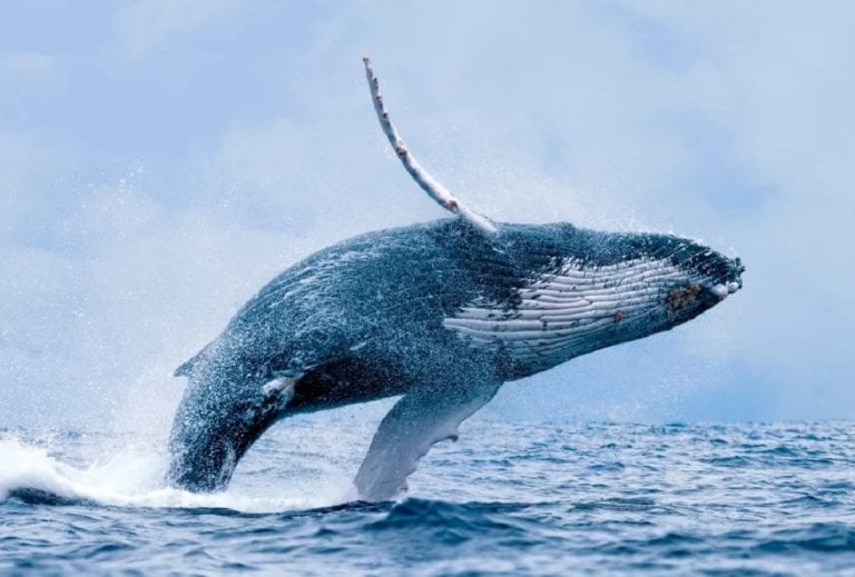 Prepárate para el avistamiento de ballenas 2020-2021: este es el calendario