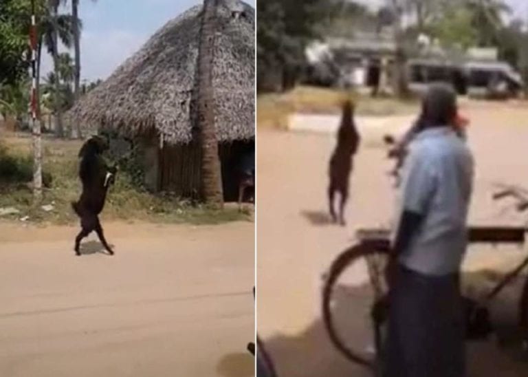 Video: Cabra entra caminando en dos patas a una aldea y se vuelve una celebridad