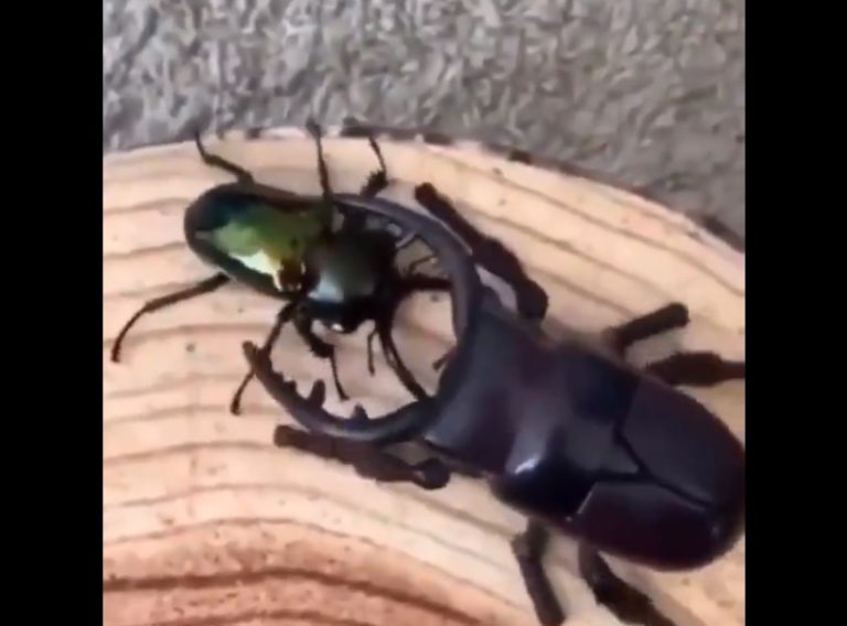 Así se ve una pelea épica entre dos escarabajos ciervo: uno real y otro robot
