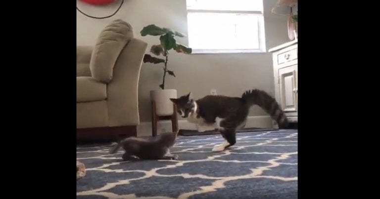 Video: ¡Tienes qué verlo! Gatito sin patas delanteras se hace viral por alegre y juguetón