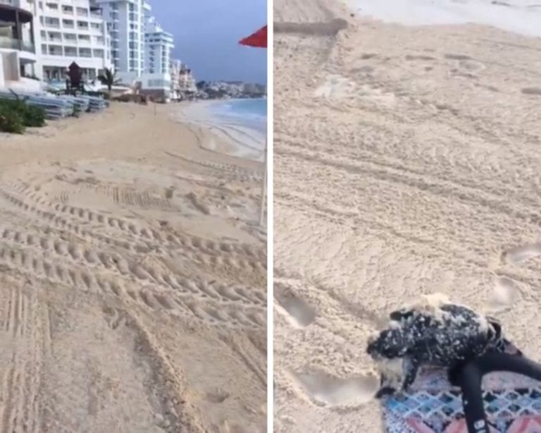 Denuncian que tortugas marinas mueren aplastadas en Cancún por maquinaria pesada