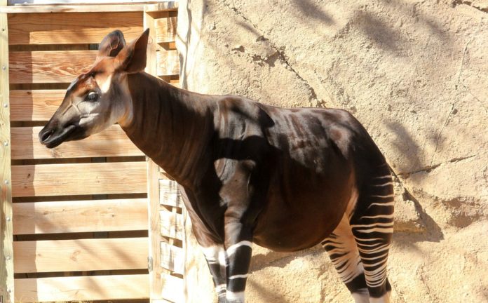 Nace un okapi en en zoológico de Londres; es un pariente de las jirafas y está en peligro de extinción