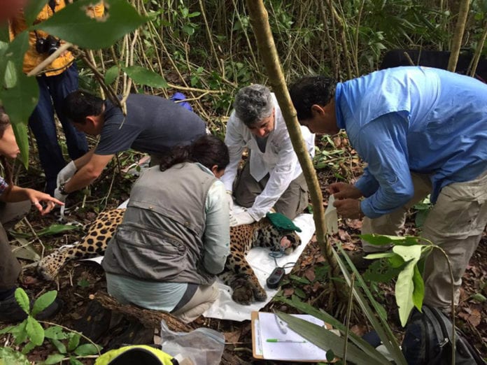 Existen casos de éxito en los cuales se logran recuperar especies, como en México que se reintrodujo el bisonte en la Biósfera de Janos, Chihuahua; o el del jaguar, pues en 2010 había alrededor de cuatro mil y para 2018 la cifra alcanzó los cuatro mil 800.