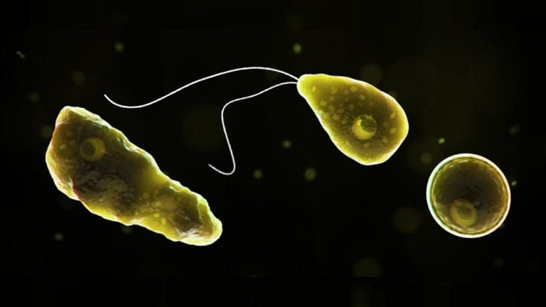 “Ameba comecerebros”: ¿Qué es? ¿Cómo se transmite? ¿Tenemos que alarmarnos?