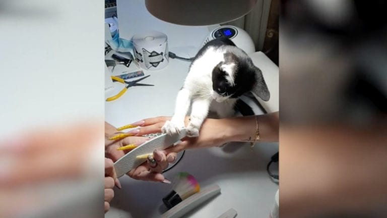Video: Captan a gato limando uñas, lo apodan ‘Mau el gato manicurista’