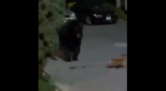 En redes sociales circula un video donde se puede ver a un perrito Chihuahua que e enfrenta a un oso negro.