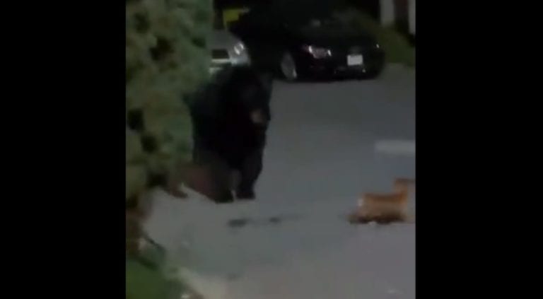 En redes sociales circula un video donde se puede ver a un perrito Chihuahua que e enfrenta a un oso negro.