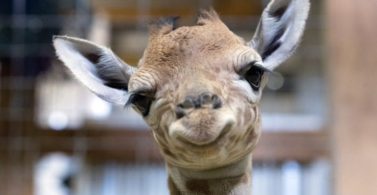 FOTOS: ¡Nace bebé jirafa en Zoológico de Chapultepec! Buscan opciones para nombrarla