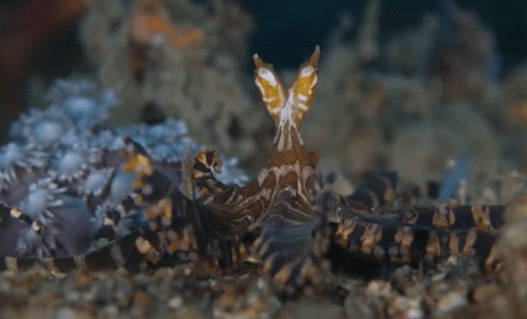Video: Captan asombrosas imágenes del extraño pulpo conocido como “Wunderpus”