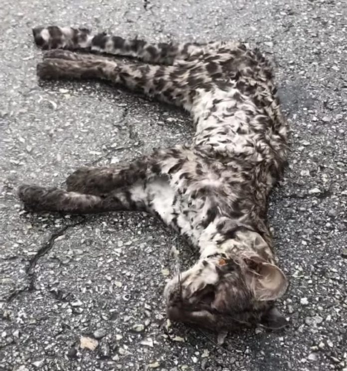 Muere tigrillo tras ser atropellado