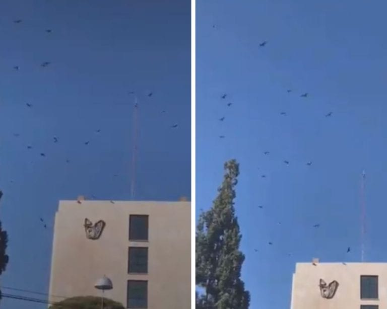 Video: Captan a zopilotes sobrevolando hospital del IMSS en Chihuahua