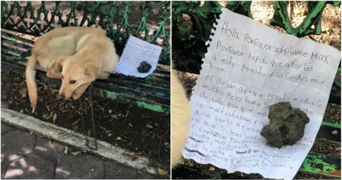 Un niño dejó a su perrito en banca en un parque con una nota; pide a alguien que lo adopte, pues su familia lo maltrataba