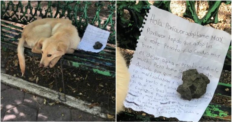 Un niño dejó a su perrito en banca en un parque con una nota; pide a alguien que lo adopte, pues su familia lo maltrataba