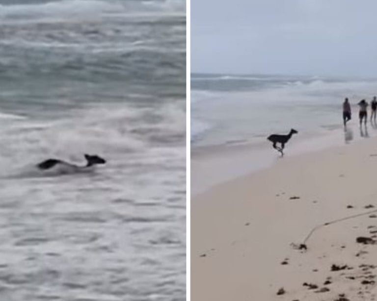 Video: captan a venado saliendo del mar en Playacar y se vuelve viral