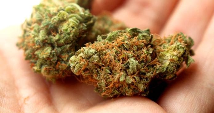 Ciudadano obtiene permiso para usare marihuana.