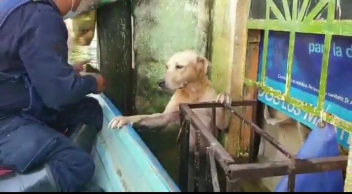 Este perrito fue rescatado en las zonas inundadas de Tabasco; mira las imágenes