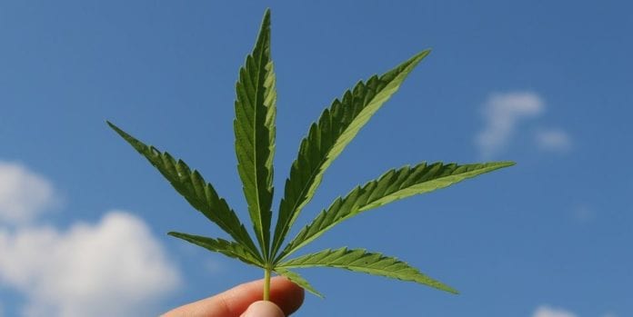 Foto: (El Confidencial) El Senado se encamina a aprobar el próximo miércoles que cada ciudadano pueda portar hasta 200 gramos de mariguana.