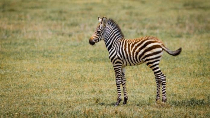 La pequeña cebra había nacido este mismo año el pasado mes de marzo en plena pandemia.