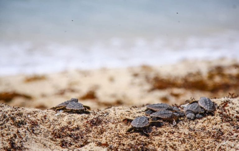 Hay más de 4 mil nidos de tortugas en Puerto Morelos en esta temporada 2020