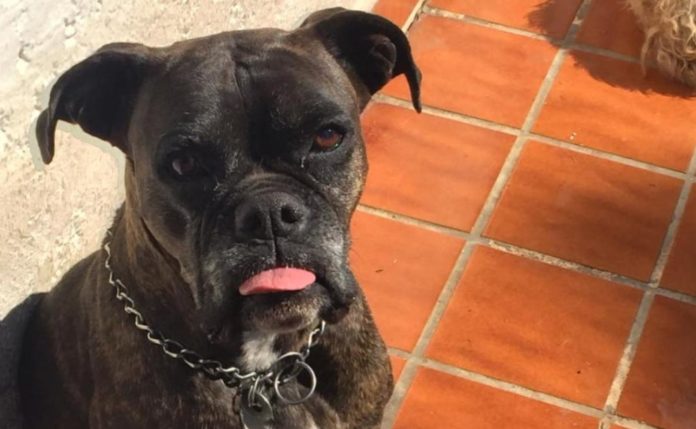 Murió Ela, la perrita que fue atacada con ácido por uno de sus vecinos