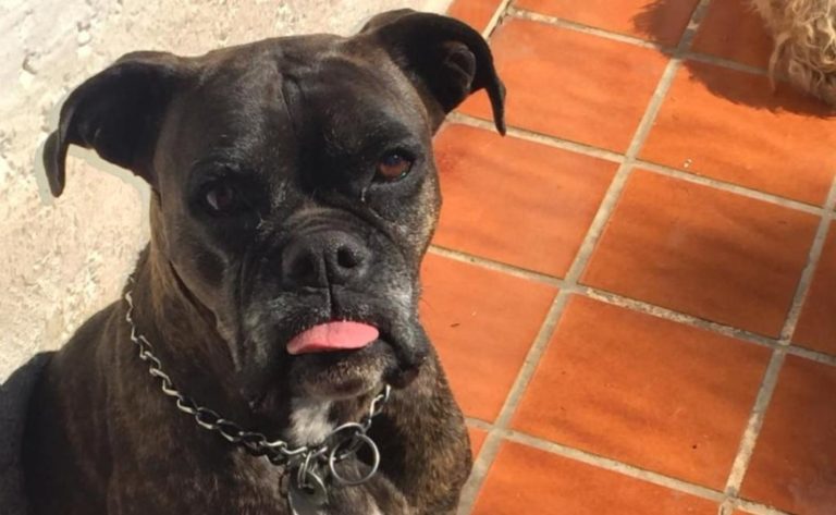 Murió Ela, la perrita que fue atacada con ácido por uno de sus vecinos
