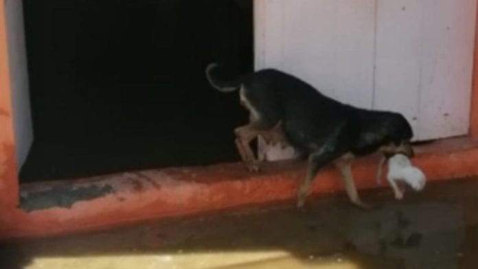 Foto: (Especial) Una perrita, cuyo video se hizo viral, hizo todo lo que estuvo en sus patas para poner a salvo a sus cachorros.