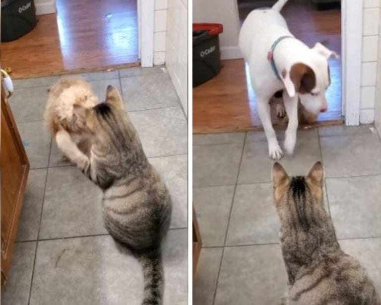 ¡Increíble! Video: cachorro llama a perro para que lo defienda de un gato