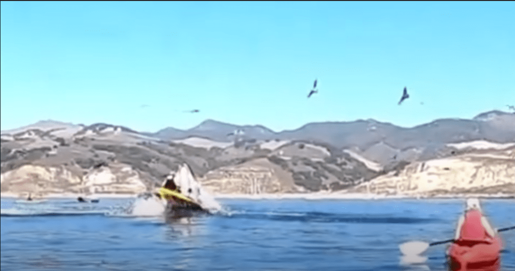 Video: ¡Increíble! Ballena intenta devorar a dos mujeres mientras remaban