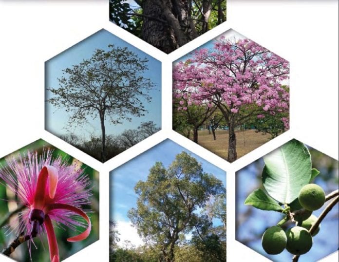 El Municipio de Benito Juárez se convierte en el primero en Quintana Roo con una paleta vegetal, que contiene el catálogo de las especies arbóreas nativas recomendadas para la demarcación. Así lo avalaron por unanimidad los regidores en la Quincuagésima Segunda Sesión Ordinaria de Cabildo.