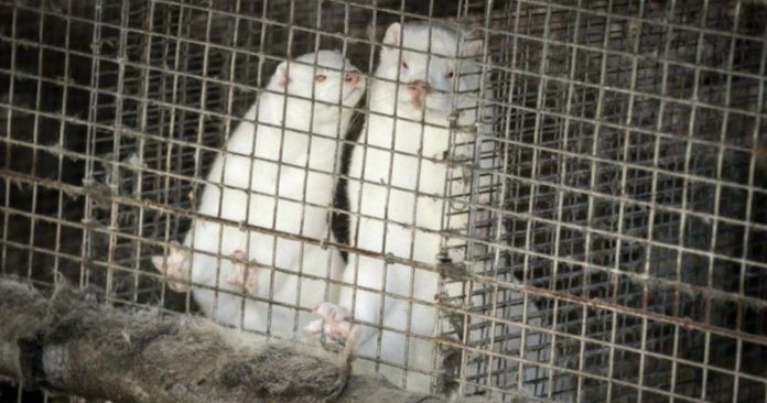 Millones de visones serán sacrificados en Dinamarca, debido a una variante del Covid-19 que pasa de ellos a los humanos