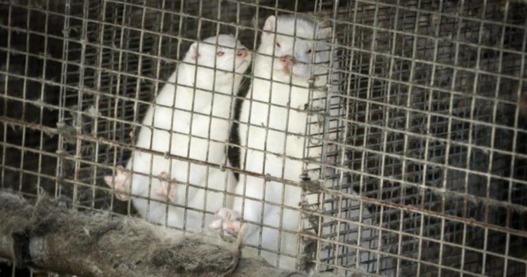 Dinamarca sacrificará a visones por mutación de Covid-19 que se transmite a humanos