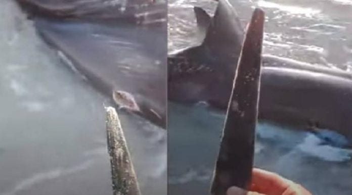 Tiburón zorro es atacado por un pez vela del mismo tamaño