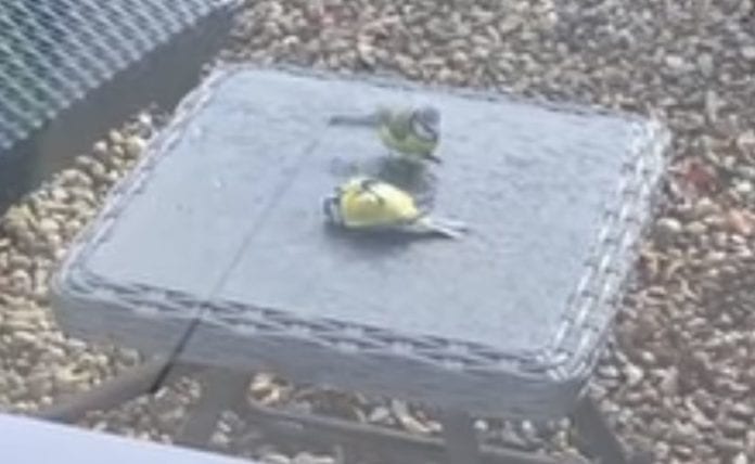 Foto: (captura de pantalla) Cibernautas se encargaron de mostrar que el protagonista del video, es un herrerillo común.