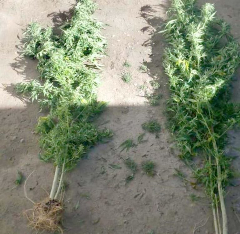 Se burlan de la Policía de Tlaxcala por anunciar “histórico” decomiso de cannabis