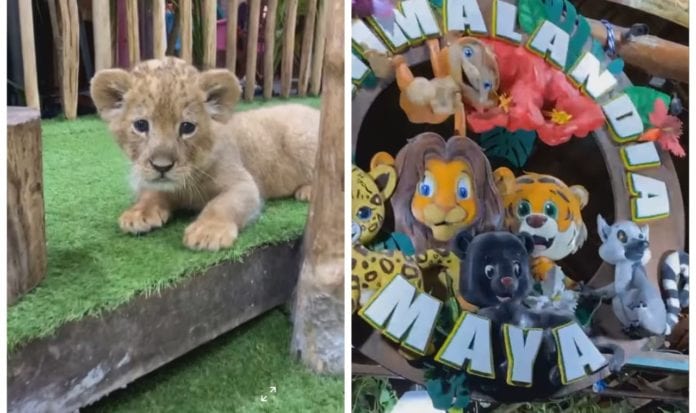 Pese a que hubo una intervención de Profepa, hoy el comercio con el animales exóticos en la Quinta Avenida persiste e incluso presume de haber tenido una nueva remodelación.