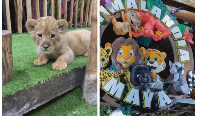 Pese a que hubo una intervención de Profepa, hoy el comercio con el animales exóticos en la Quinta Avenida persiste e incluso presume de haber tenido una nueva remodelación.